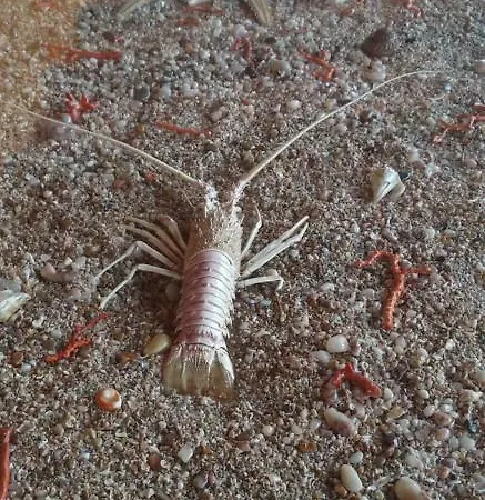 Villa Sorrentina Ξενοδοχείο με διαμερίσματα