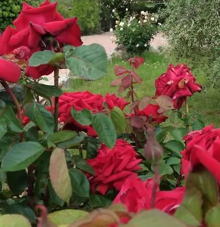 Sorrentina 2* אלגהרו